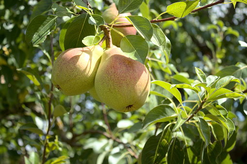 Ripe and juicy apples on a tree in the garden