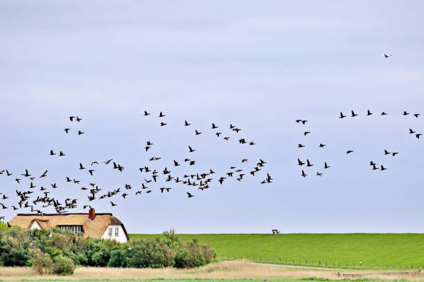 troupeau d’oiseaux volant au-dessus de la terre ferme - pellworm photos et images de collection