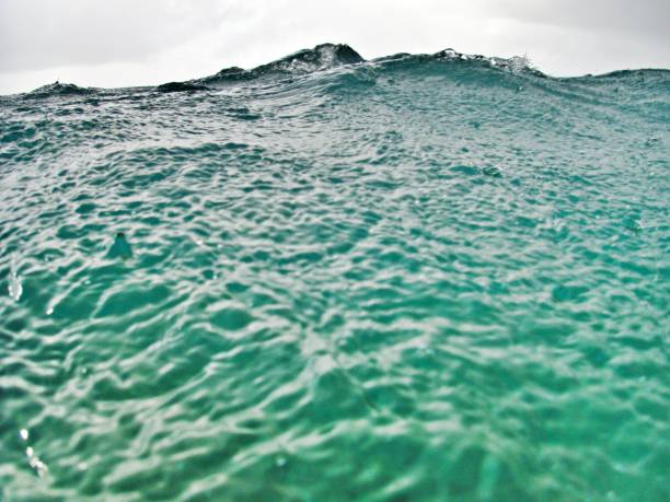 istock Swimming In The Ocean 1331905604