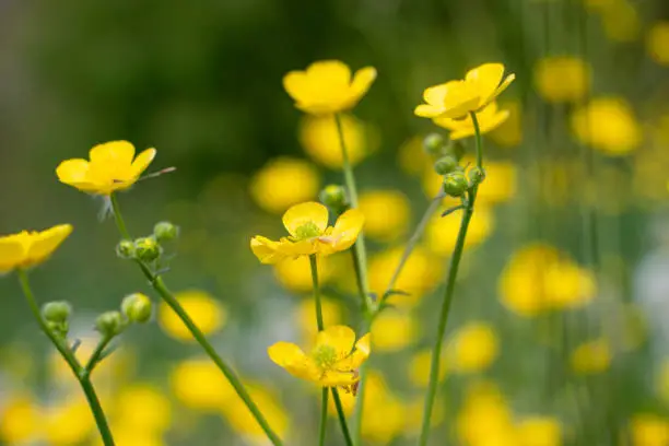 Cheerful image of a lot of yellow meadow buttercups (Ranunculus acris) in a blurred green background. Flower field. Urban nature, park. One of the more common buttercups across Europe and temperate Eurasia.