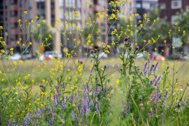 flores amarillas, moradas y blancas frente a un edificio como ejemplo de naturaleza urbana - wildflower nobody grass sunlight fotografías e imágenes de stock