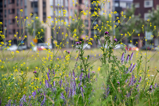 Yellow, purple and white flowers in front of a building as an example of urban nature