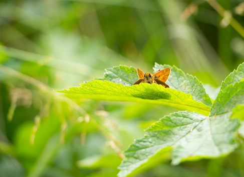 Closeup of small orange butterfly, called large skipper (Ochlodes sylvanus), looking right into the camera with black eyes. Territorial male. Surrounded by fresh green leaves and dashing grasses, blurred background. This species occurs from Europe to northern Asia, China and Japan.