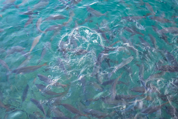 istock Clear sea and schools of fish 1331906608