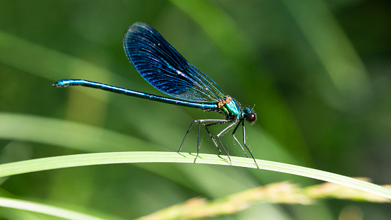The banded demoiselle Calopteryx splendens is a species of damselfly belonging to the family Calopterygidae, a blue dragonfly is resting on the grass in the forest