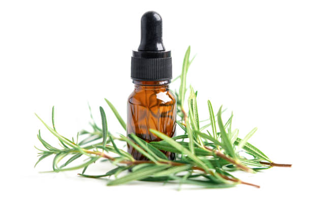 istock Rosemary aromatic essential oil fresh bunch herb with aromatherapy herbal bottle. 1331908486