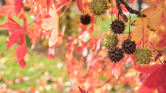 Autumn Fantasy is a magnificent hybrid of red and silver maple with a brilliant ruby red autumn colour and round, spiny fruit