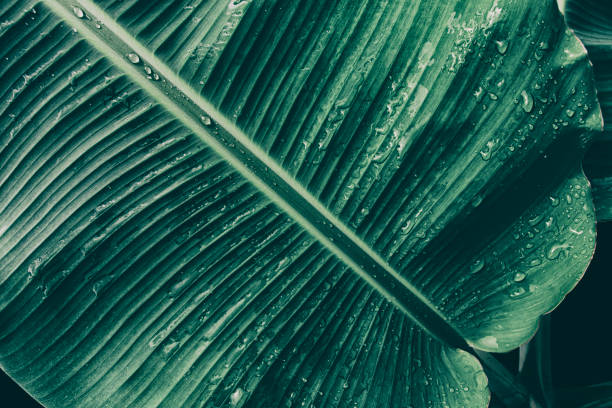 istock water drops on green leaf, dark nature background 1331908606