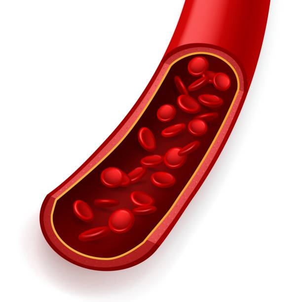 ilustraciones, imágenes clip art, dibujos animados e iconos de stock de vaso sanguíneo en sección. arteria coronaria sana normal, flujo libre de partículas, movimiento de eritrocitos, componentes donantes, glóbulos rojos magnificados al microscopio, póster de entrenamiento médico. concepto vectorial - healthcare and medicine human cardiovascular system anatomy human blood vessel