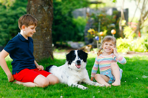School kid boy and little toddler girl playing with family dog in garden. Two children, adorable siblings having fun with dog. Happy family outdoors. Friendship and love between pet animal and kids.