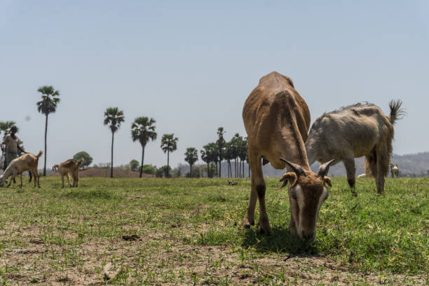 istock group of goats grazing at Vishal khadi, Rajpipla 1331910924