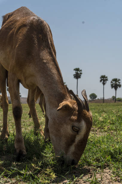 group of goats grazing at Vishal khadi, Rajpipla