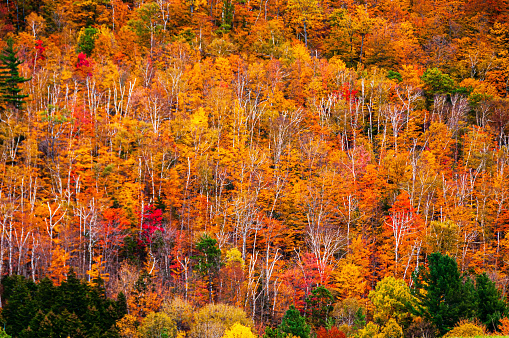 Fall colors in the Vermont mountains.