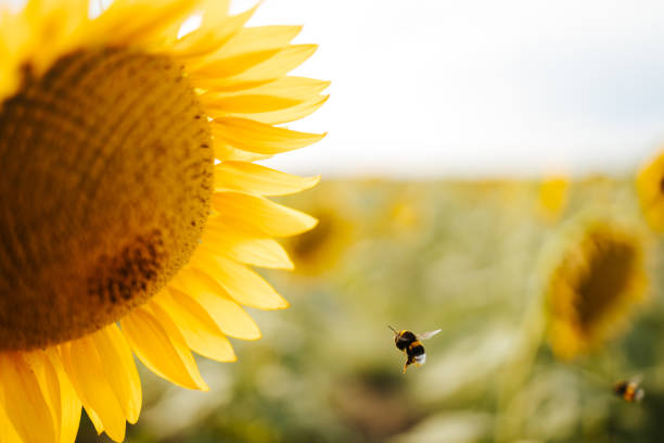 istock Bumblebee in flight towards a sunflower head 1331911373