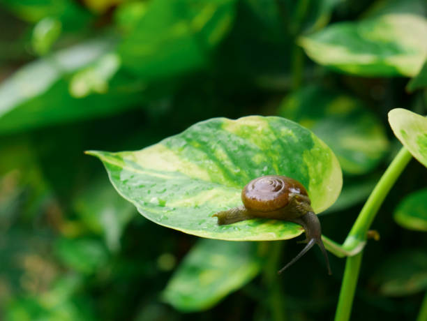 istock Animal insect with nature background 1331912157