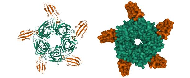 코브라톡신(브라운)-achbp(녹색) 복합체의 크리스탈 구조 - acetylcholine 뉴스 사진 이미지