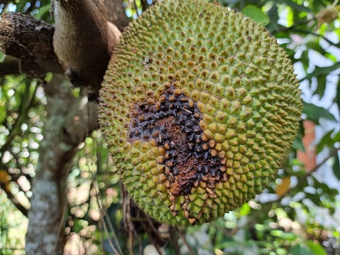 Jackfruit Insect Jackfruit Is Attacked By Insects Until It Has Rotten Marks Stock Photo ...