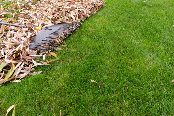 istock Pile of fall leaves with rake on lawn 1331913284