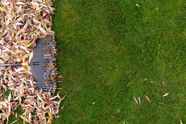 Pile of fall leaves with rake on lawn
