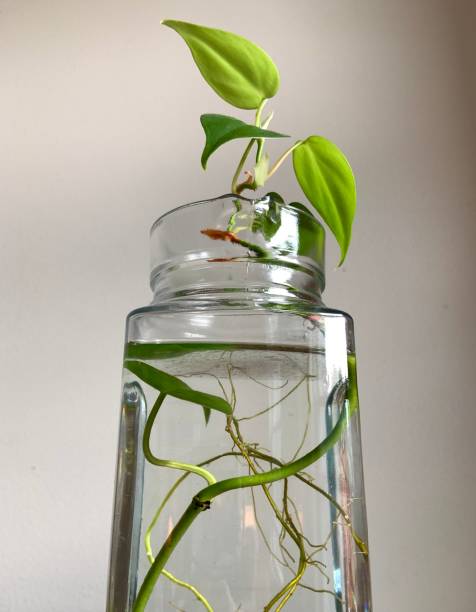 istock Philodendron Plant Growing in Water 1331914314