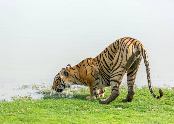 istock Royal Bengal Tiger drinking water. 1331915036