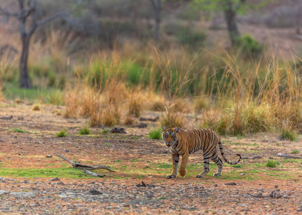 istock Royal Bengal Tiger on the move. 1331915037