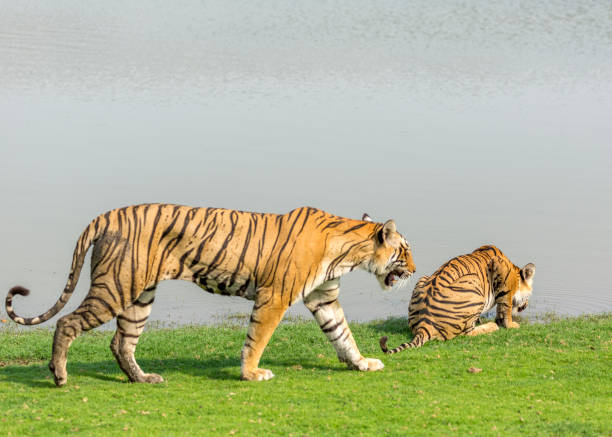 istock Royal Bengal Tigers on water front. 1331915065