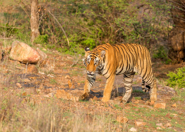 istock Royal Bengal Tiger on the move. 1331915088