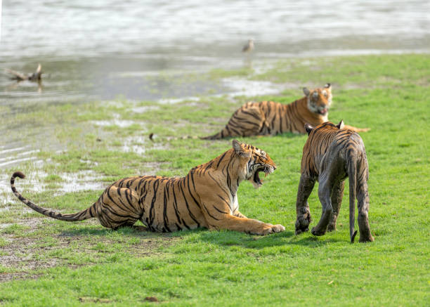 istock Royal Bengal Tiger 1331915145