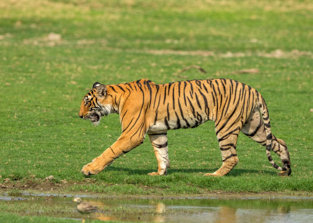 istock Royal Bengal Tiger on the move. 1331915153