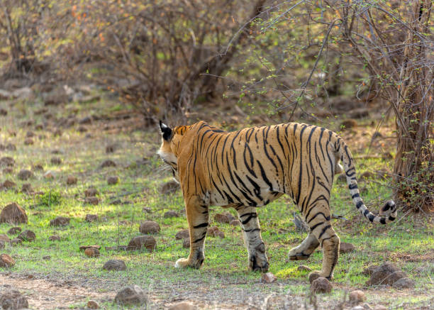 istock Royal Bengal Tiger on the move. 1331915156