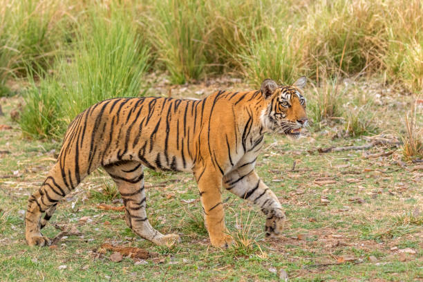 istock Royal Bengal Tiger on the move. 1331915173
