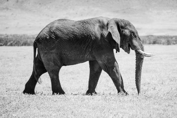 istock Elefant in Tanzania 1331915175
