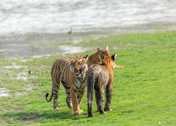 istock Royal Bengal Tiger 1331915188