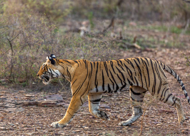 istock Royal Bengal Tiger on the move. 1331915689