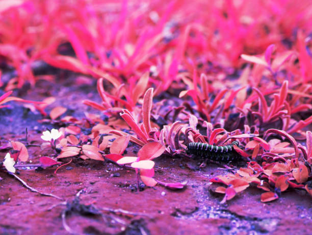 imagen de fondo de la naturaleza de los insectos del bosque - grasshopper locust isolated multi colored fotografías e imágenes de stock