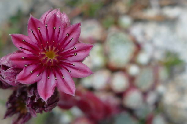 istock Houseleek flower 1331916310