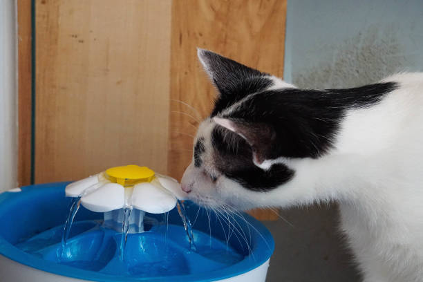 istock a black and white cat drinks fresh water from an electric drinking fountain 1331916394