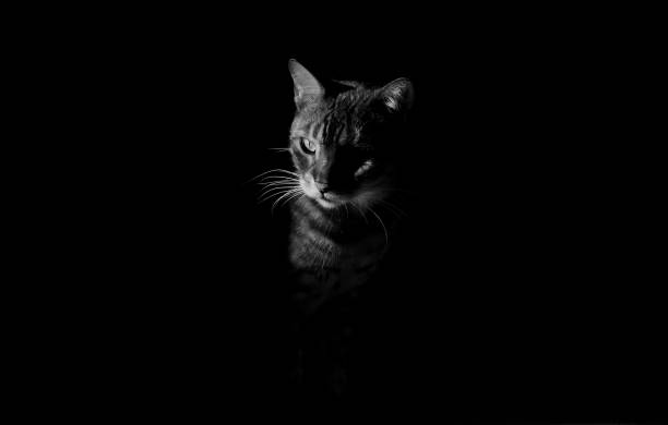 istock a close up of bengal cat 1331917343