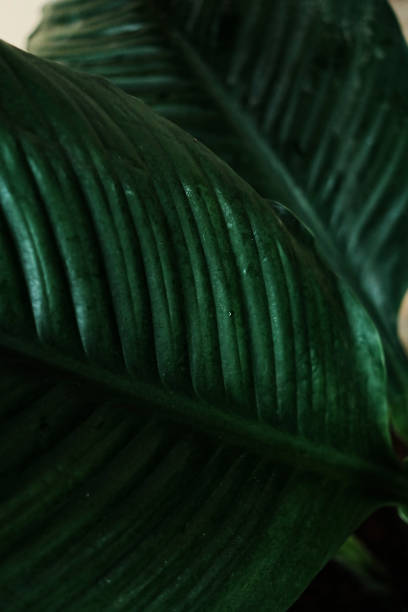 istock A green leaves texture 1331917380