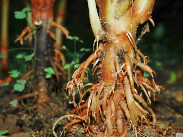 istock Natural plant and leaf presentation 1331917553