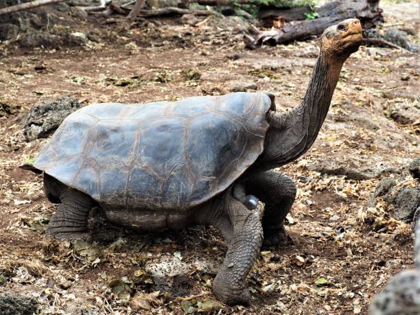 istock Islands land tortoise 1331918861