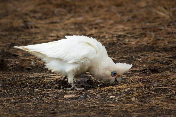 istock Little Corella Foraging Forest Floor 1331919115