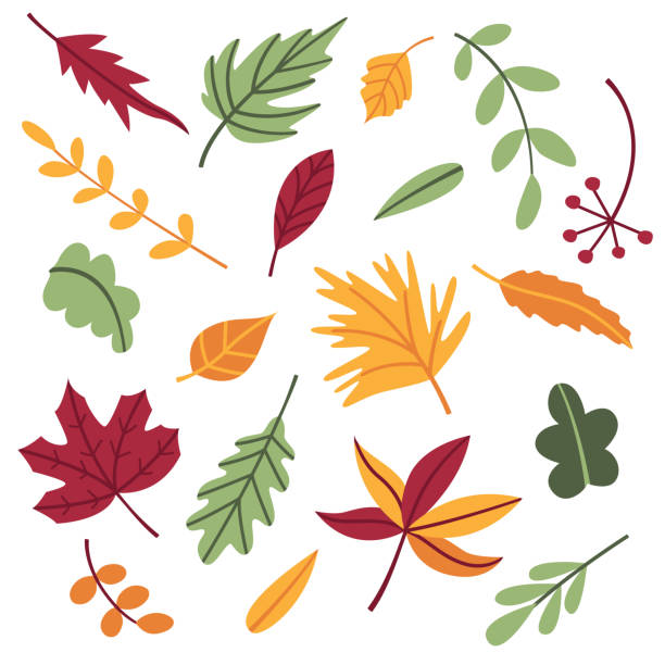 ilustrações, clipart, desenhos animados e ícones de conjunto de folhas de outono e galhos no estilo desenho animado flat doodle. folha de bordo, carvalho e várias árvores. objetos, elementos, cliparts, itens para o desenho de cartões postais, cartazes, banners. para ação de graças - oak leaf leaf maple leaf autumn