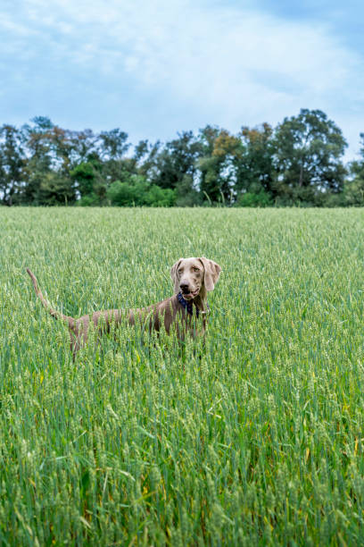 istock Weimaraner, braco de weimar, playing, jumping and running inside a green field 1331919595
