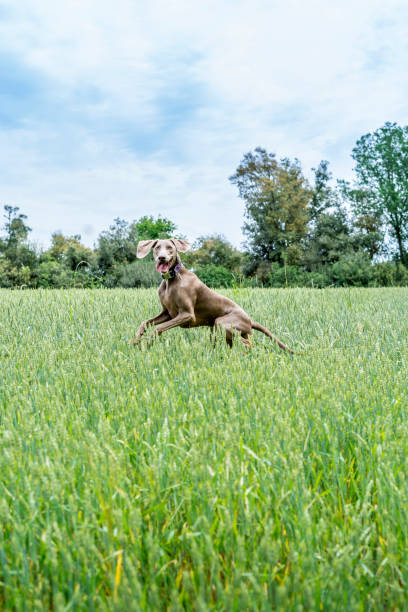 istock Weimaraner, braco de weimar, playing, jumping and running inside a green field 1331919601