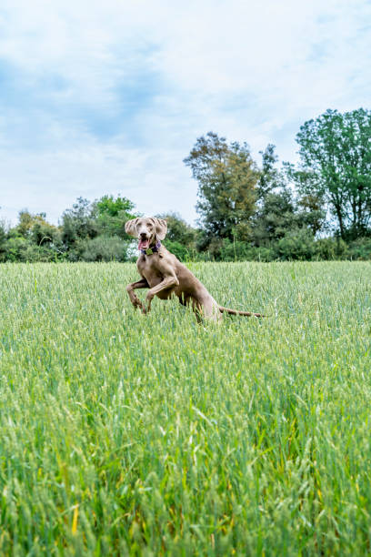 istock Weimaraner, braco de weimar, playing, jumping and running inside a green field 1331919602