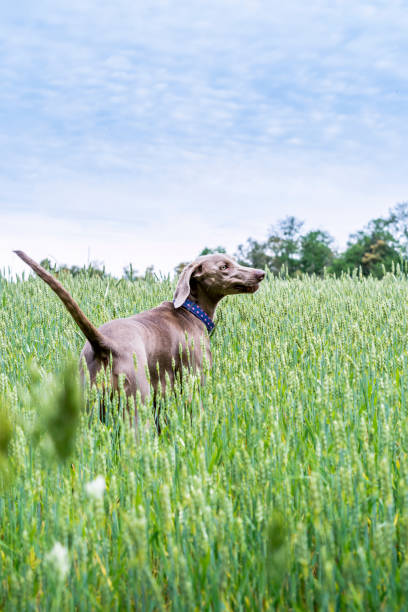 istock Weimaraner, braco de weimar, playing, jumping and running inside a green field 1331919630
