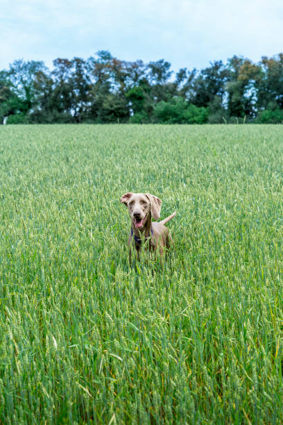 istock Weimaraner, braco de weimar, playing, jumping and running inside a green field 1331919689