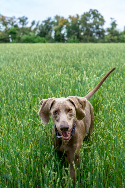 istock Weimaraner, braco de weimar, playing, jumping and running inside a green field 1331919756